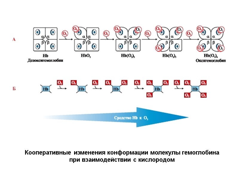 Кооперативные изменения конформации молекулы гемоглобина при взаимодействии с кислородом